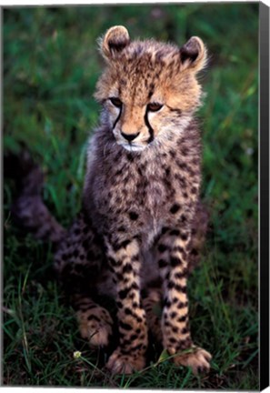 Framed Africa, Kenya, Masai Mara Game Reserve. Cheetah Cub Print