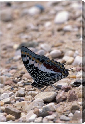 Framed Zebra Butterfly, Gombe National Park, Tanzania Print