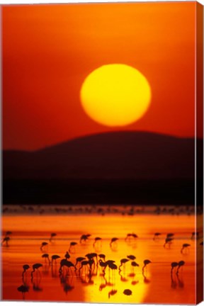 Framed Flock of Lesser Flamingos Reflected in Water at Sunrise, Amboseli National Park, Kenya Print