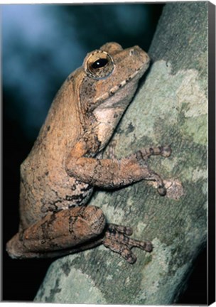 Framed Grey Frog, Kruger NP, South Africa Print