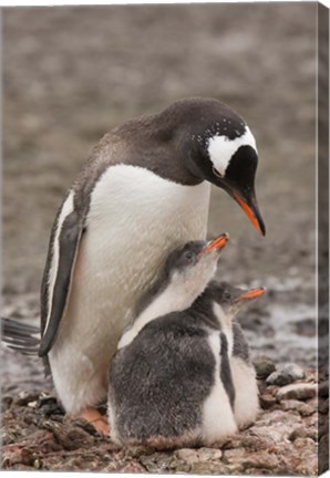 Framed Antarctica, Aitcho Island, Gentoo penguin Print