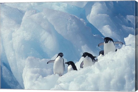 Framed Adelie Penguins, Antarctica Print