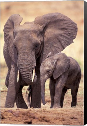 Framed African Elephants, Tarangire National Park, Tanzania Print