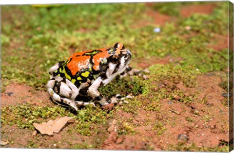 Framed Africa, Madagascar, Isalo. Terrible frog Print