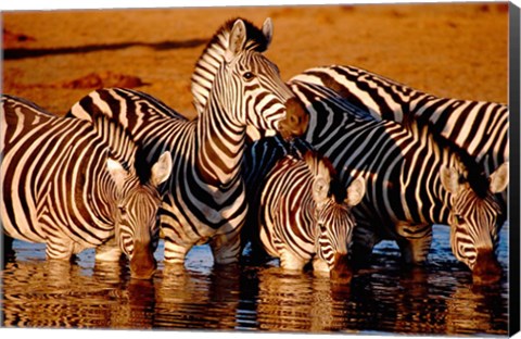 Framed Botswana, Chobe NP, Linyanti Reserve, zebra Print