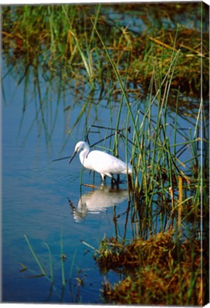 Framed Botswana, Okavango Delta. Egret wildlife Print