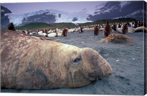 Framed Elephant Seal and King Penguins, South Georgia Island, Antarctica Print