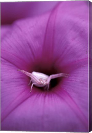 Framed Crab Spider on Flower, Gombe National Park, Tanzania Print