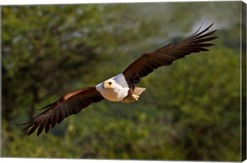 Framed Fish Eagle in Flight, Kenya Print