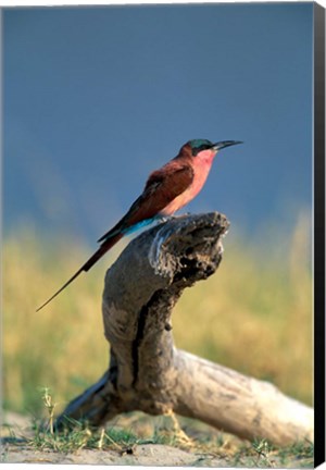 Framed Botswana, Chobe NP, Carmine Bee Eater bird, Chobe River Print