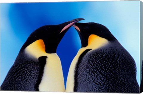 Framed Emperor Penguin Pair, Antarctica Print