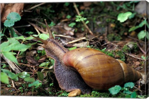 Framed Giant African Land Snail, Gombe National Park, Tanzania Print