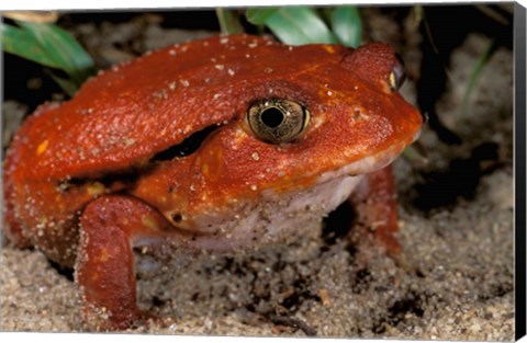 Framed Africa, Madagascar. Tomato frog (Dyscophus antongili) Print