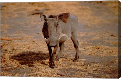 Framed Botswana, Chobe NP, Linyanti, Warthog Print