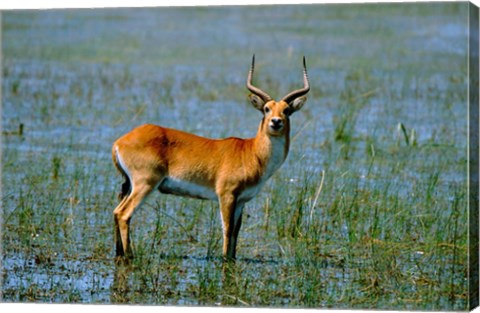 Framed Botswana, Okavango Delta, Red Lechwe wildlife Print