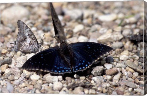 Framed Black Butterfly, Gombe National Park, Tanzania Print