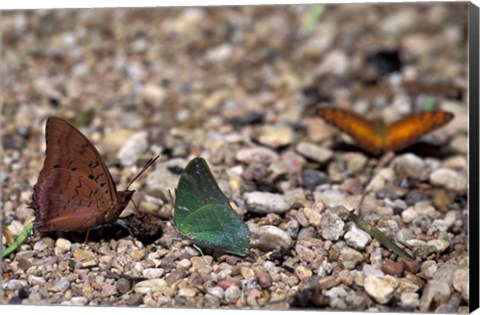 Framed Three Butterflies, Gombe National Park, Tanzania Print