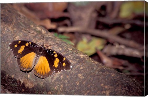 Framed Resting Butterfly, Gombe National Park, Tanzania Print