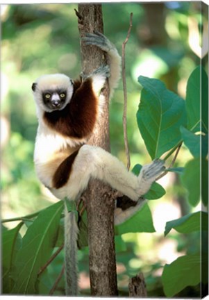 Framed Coquerel&#39;s Sifaka, Western Dry Forest, Madagascar Print