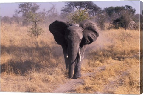 Framed Elephant, Okavango Delta, Botswana Print