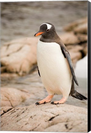 Framed Antarctica. Adult Gentoo penguins on rocky shoreline. Print