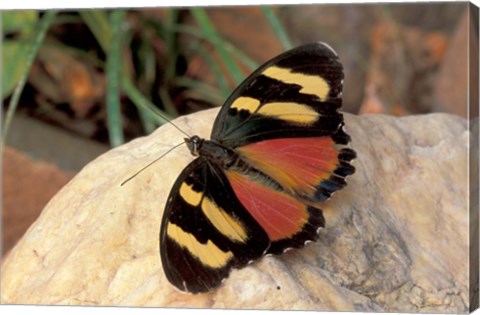 Framed Orange/Yellow Butterfly, Gombe National Park, Tanzania Print