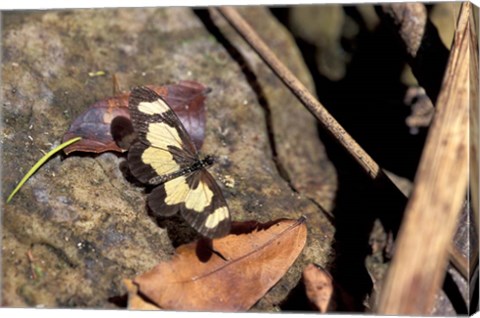 Framed Yellow Butterfly, Gombe National Park, Tanzania Print