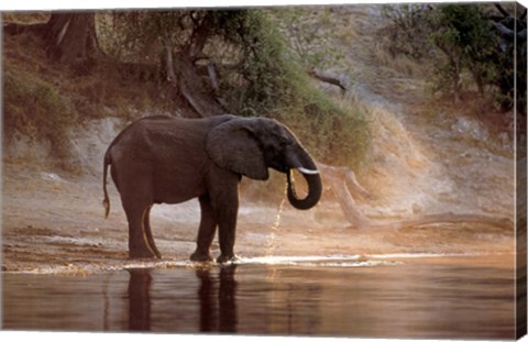 Framed Elephant at Water Hole, South Africa Print