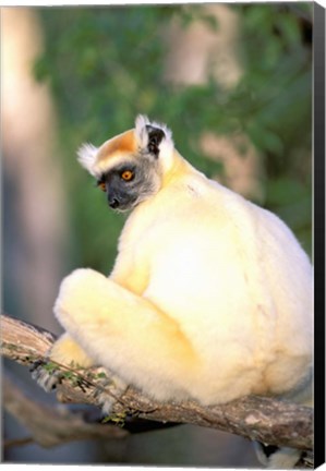 Framed Africa, Madagascar, Daraina. Golden-crowned Sifaka Print