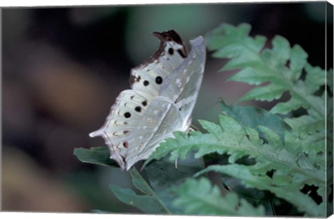 Framed White Butterfly, Gombe National Park, Tanzania Print