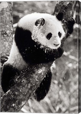 Framed China, Sichuan, Giant Panda Bear, Wolong Reserve Print