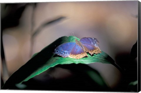 Framed Colorful Butterfly Wings, Gombe National Park, Tanzania Print