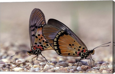 Framed pair of Butterflies, Gombe National Park, Tanzania Print