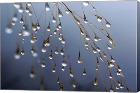 Framed Dewdrops, Huansan, China Print