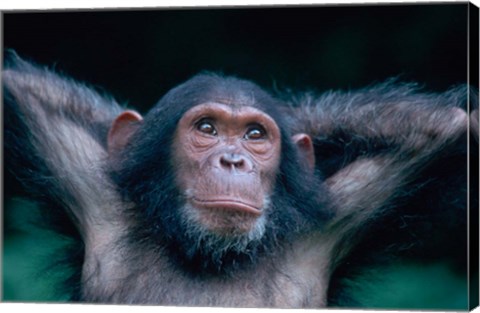 Framed Female Chimpanzee Stretching, Gombe National Park, Tanzania Print