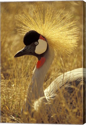 Framed African Crowned Crane, South Africa Print