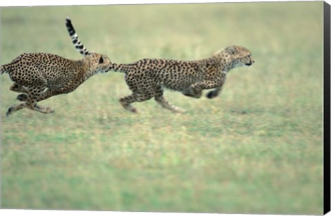 Framed Cheetah Cub Playing on Savanna, Masai Mara Game Reserve, Kenya Print