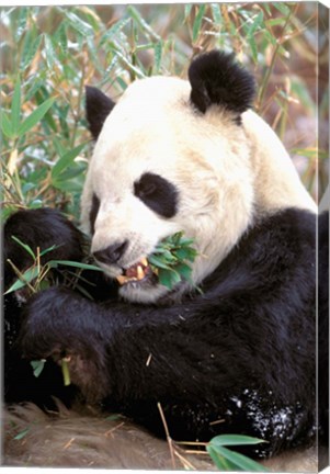 Framed China, Wolong Nature Reserve, Giant panda bear Print