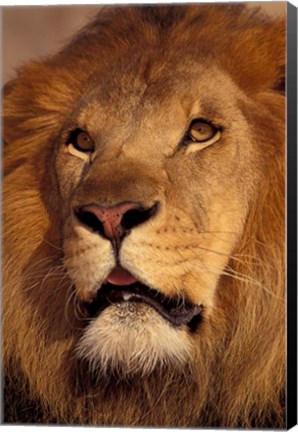 Framed Closeup of a Male Lion, South Africa Print