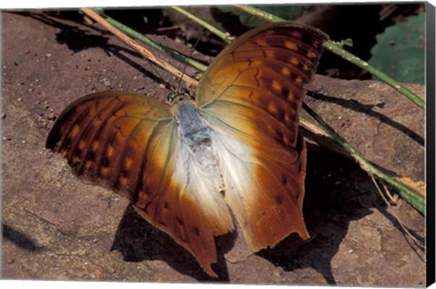 Framed Detail of Butterfly Wings, Gombe National Park, Tanzania Print