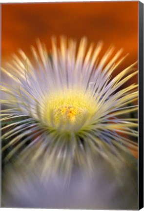 Framed Herra elongara, Namaqualand, South Africa Print