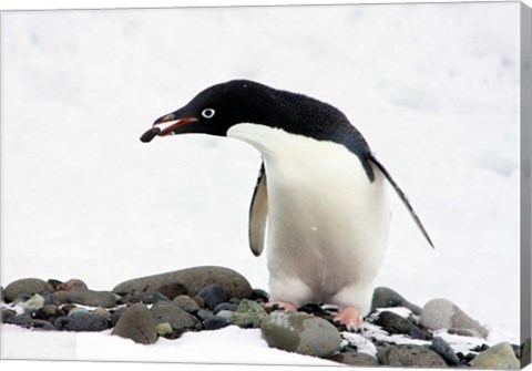 Framed Adelie Penguin (Pygoscelis Adeliae) at Paulet Island, Antarctica Print