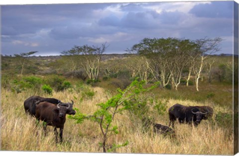 Framed Cape Buffalo, Zulu Nyala Game Reserve, Hluhluwe, Kwazulu Natal, South Africa Print