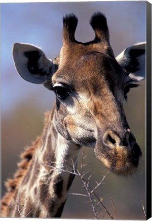 Framed Close-up of Giraffe Feeding, South Africa Print