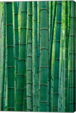 Framed Bamboo forest, Hangzhou, Zhejiang Province, China Print