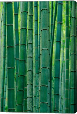 Framed Bamboo forest, Hangzhou, Zhejiang Province, China Print