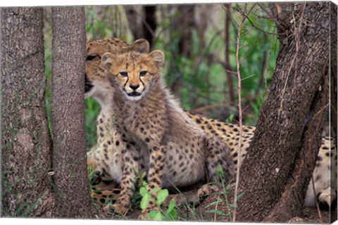 Framed Cheetah Cubs, Phinda Preserve, South Africa Print