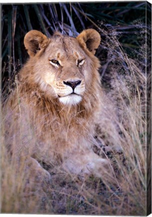 Framed African Lion, Botswana Print