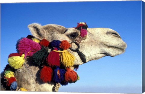 Framed Colorfully Decorated Tourist Camel, Egypt Print