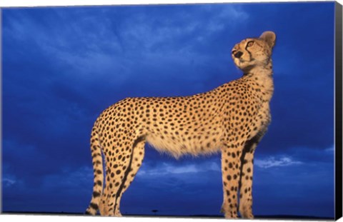 Framed Cheetah at Dusk, Masai Mara Game Reserve, Kenya Print